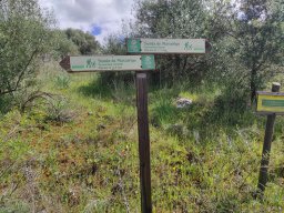 Flora del Cerro Masatrigo